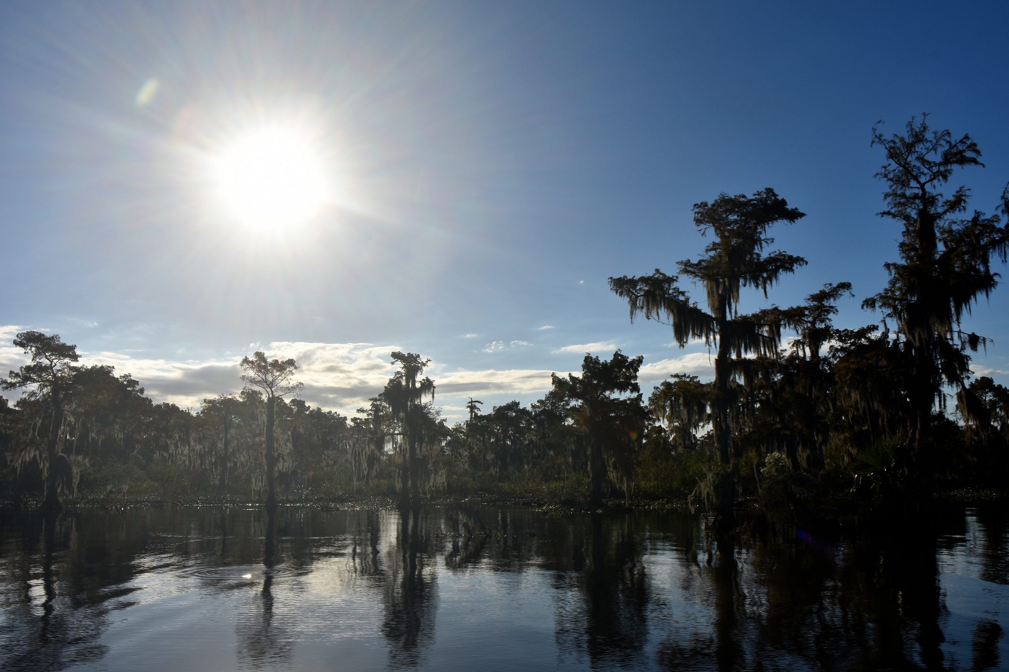 Bayou Tours: See The World Just Outside New Orleans