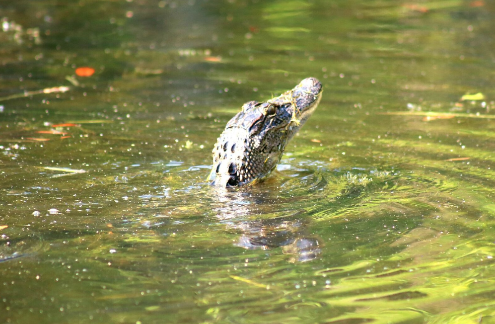 Go on a wild gator tour in New Orleans at the Adventures of Jean Lafitte!