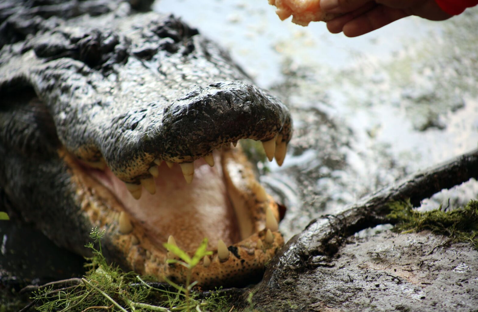 Find out more about our resident reptile with our alligator tour in New Orleans!