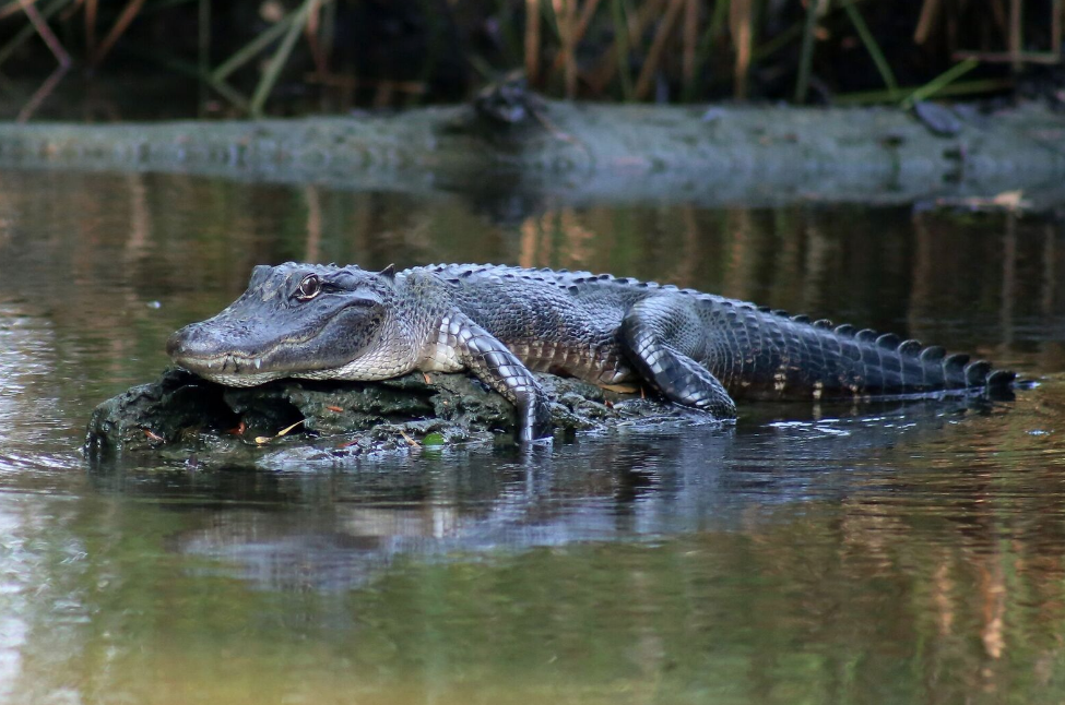 Grab great pictures like these on our New Orleans alligator tour