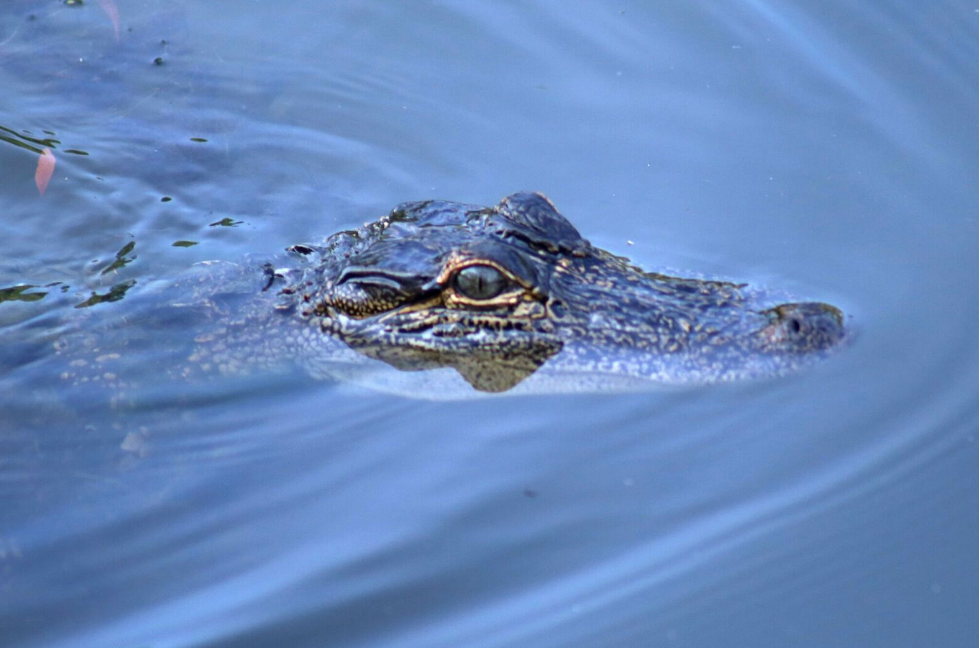 Snap a pic on our New Orleans Alligator Tour!